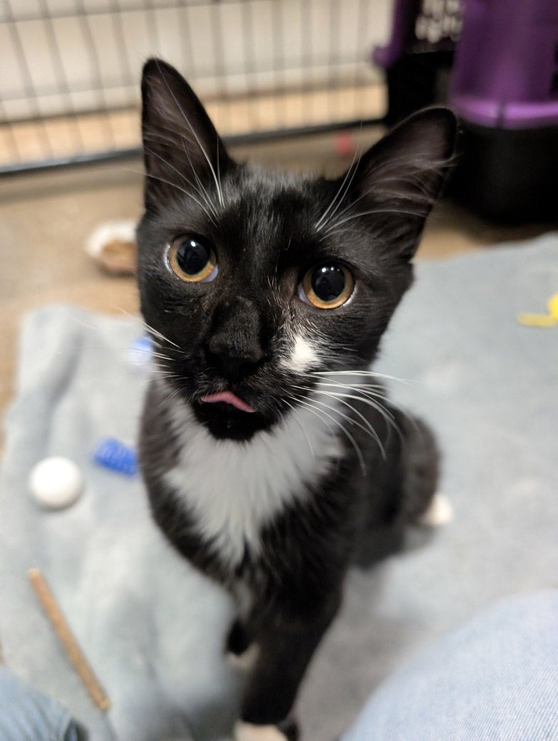 Olympic the cat is ready to be adopted!