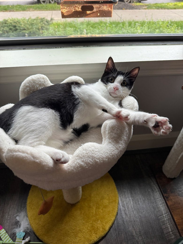 Cheese Roll the cat is ready to be adopted!