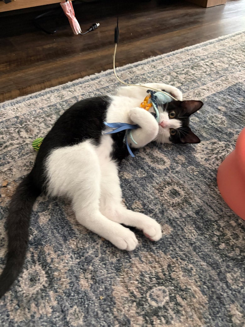 Cheese Roll the cat is ready to be adopted!