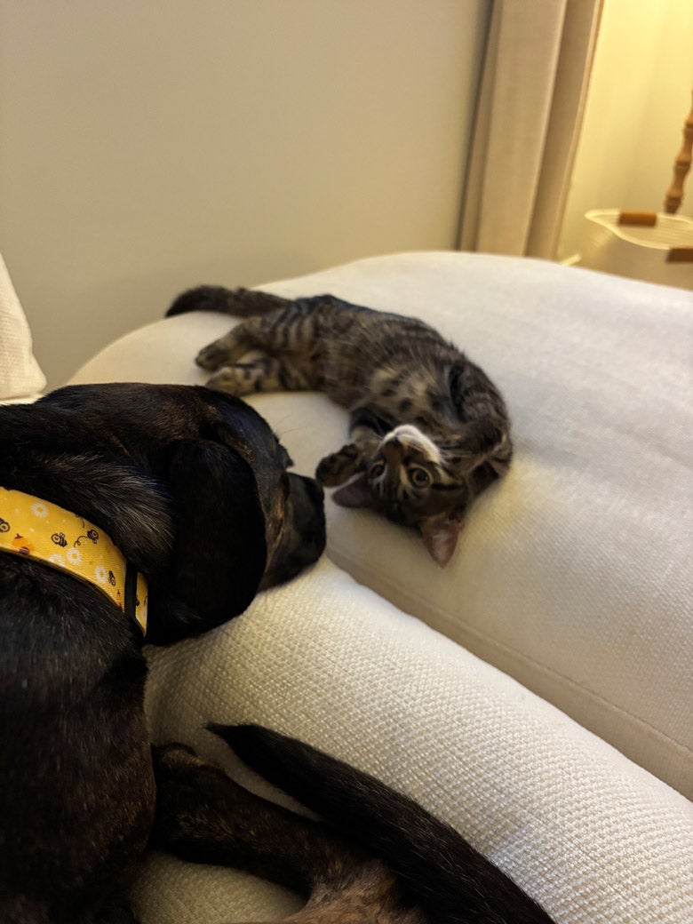 Viscount the cat is ready to be adopted!