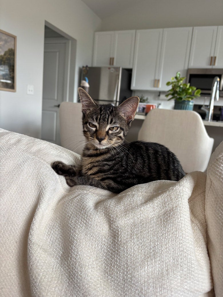 Viscount the cat is ready to be adopted!