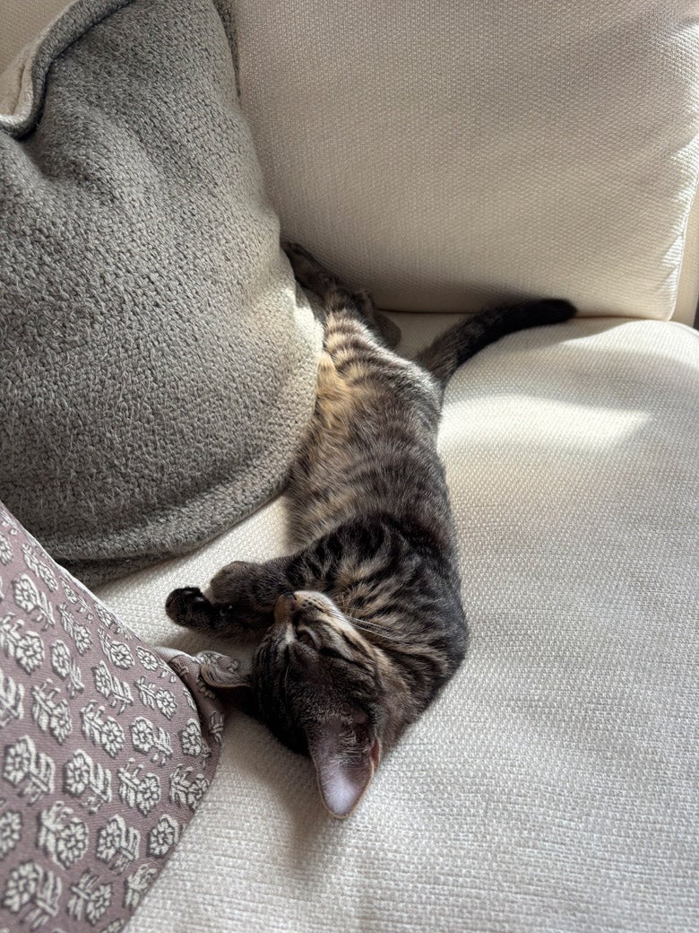 Viscount the cat is ready to be adopted!