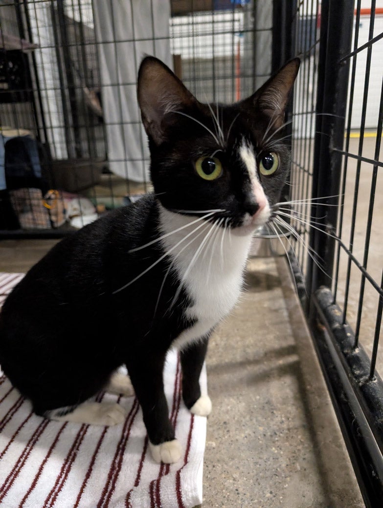 Birkin the cat is ready to be adopted!