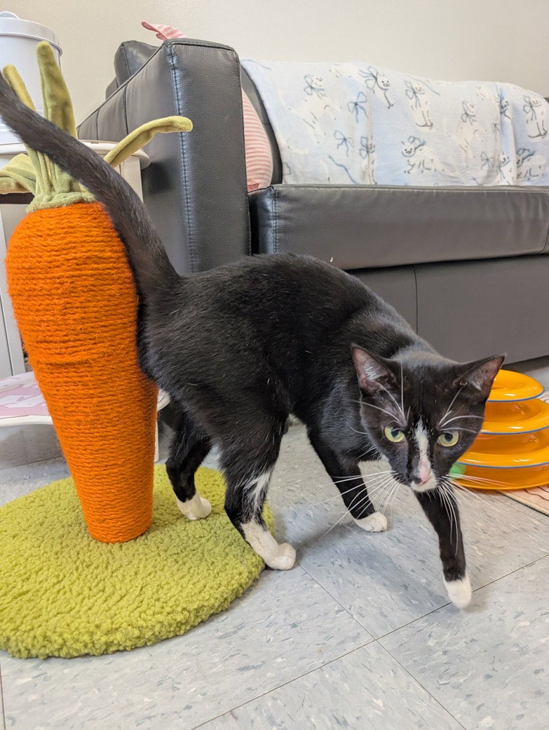 Birkin the cat is ready to be adopted!