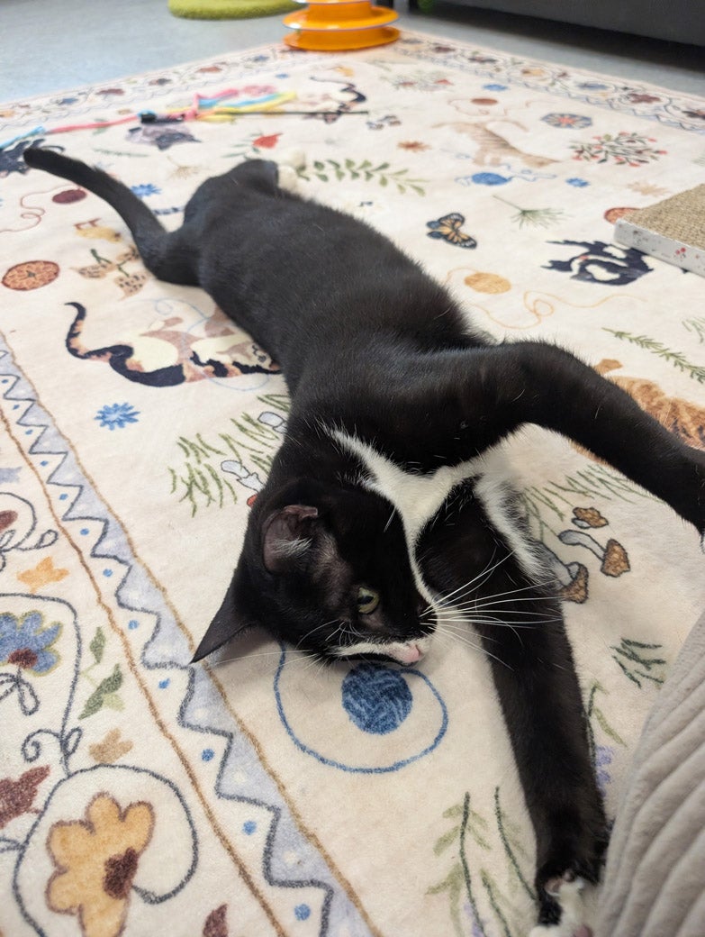 Birkin the cat is ready to be adopted!