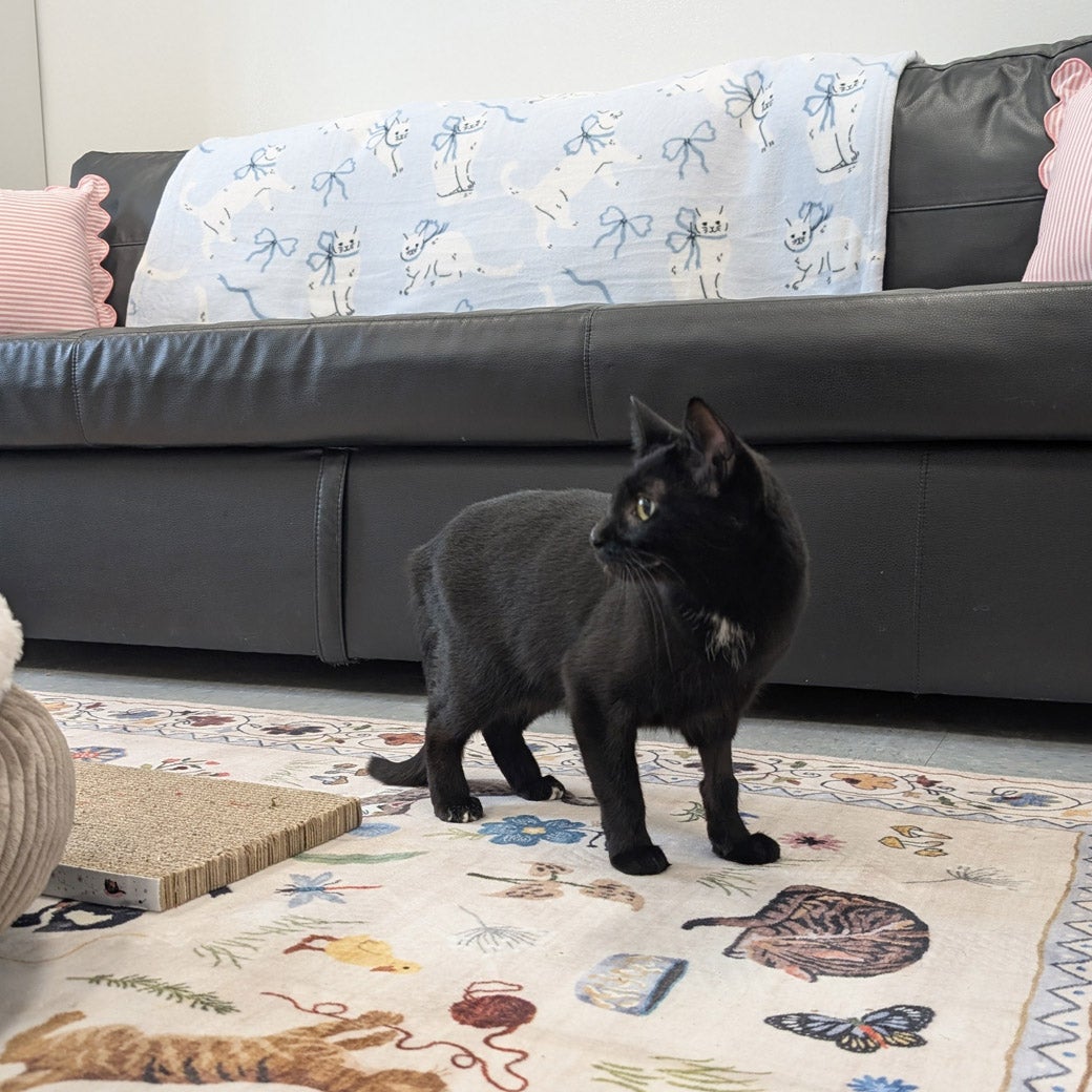 Genevieve the cat is ready to be adopted!