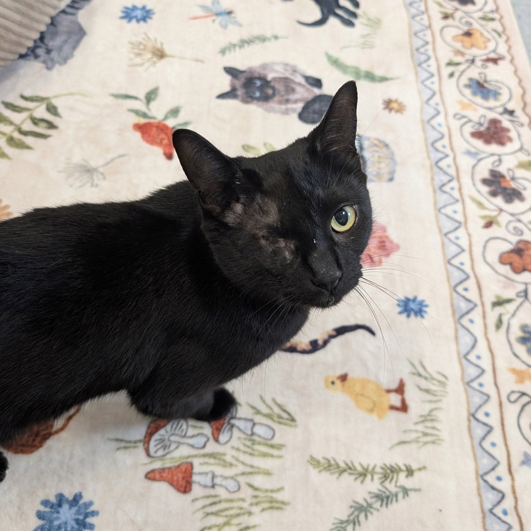 Genevieve the cat is ready to be adopted!