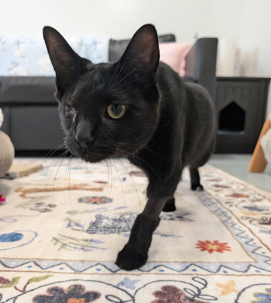 Genevieve the cat is ready to be adopted!