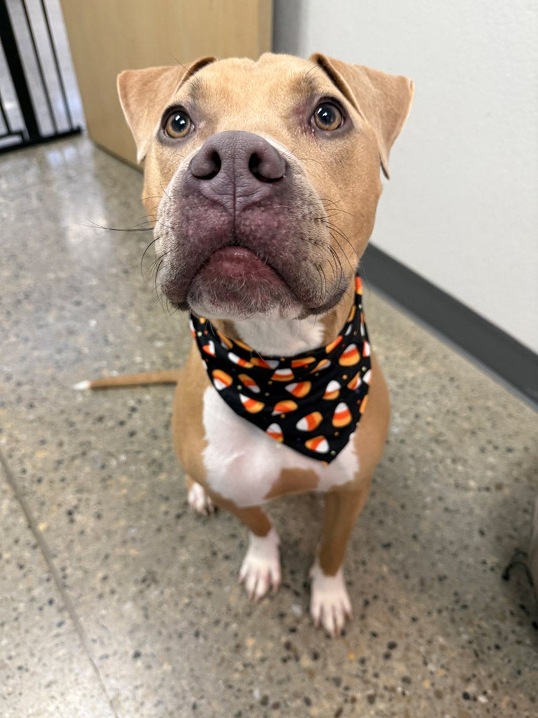 Clover wants to be adopted!