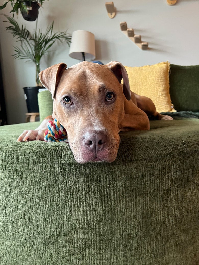 Clover wants to be adopted!