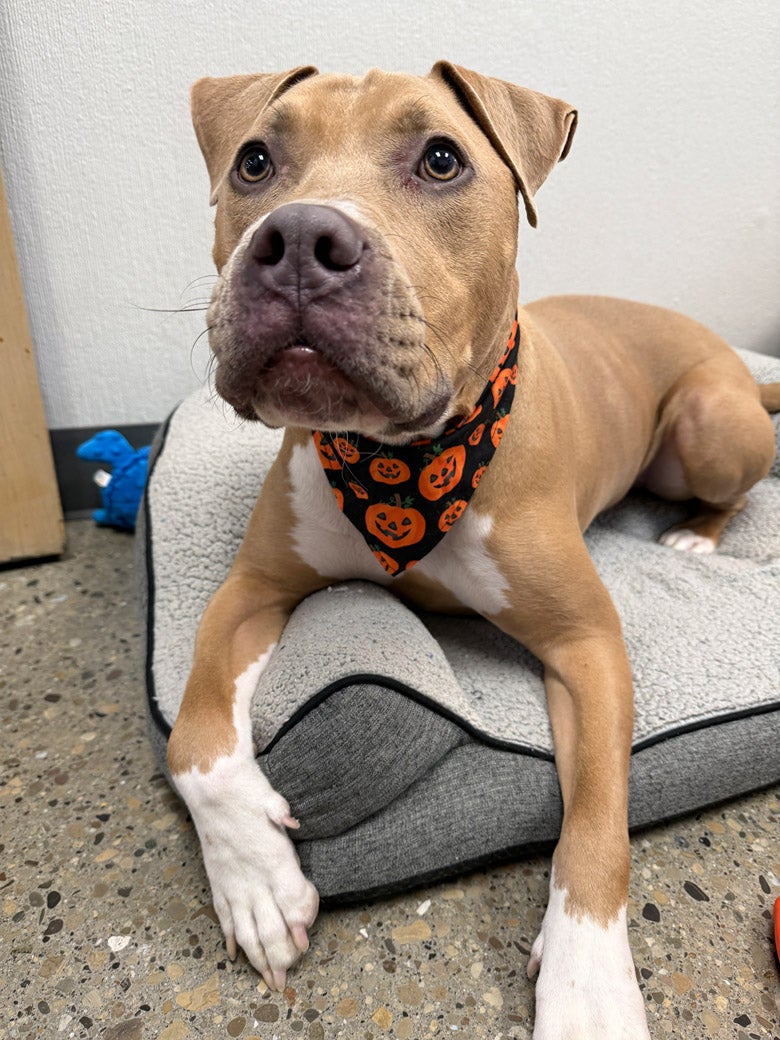 Clover wants to be adopted!