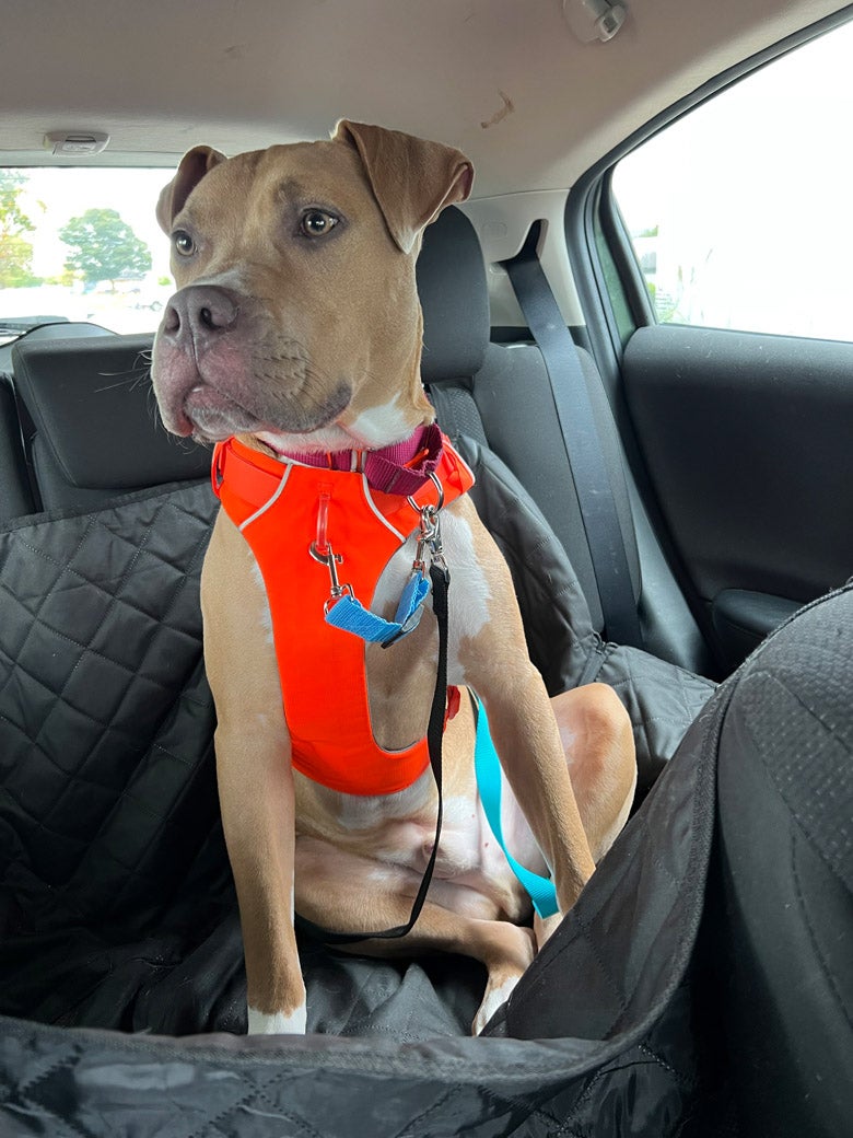 Clover wants to be adopted!
