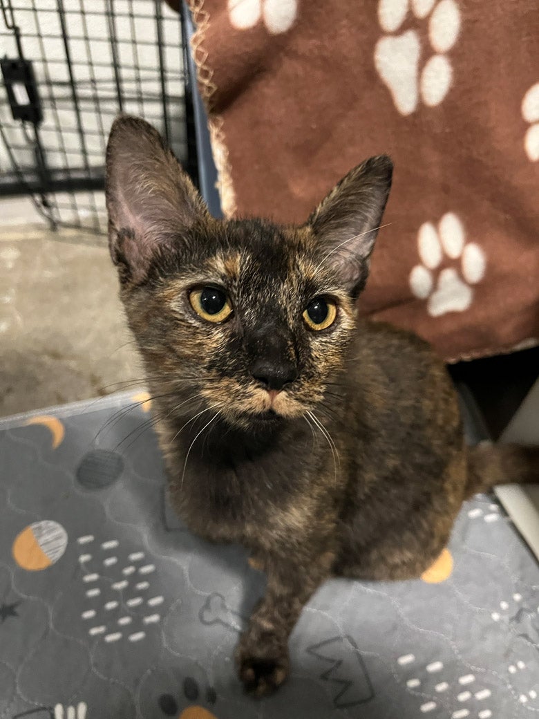 Cricket wants to be adopted!