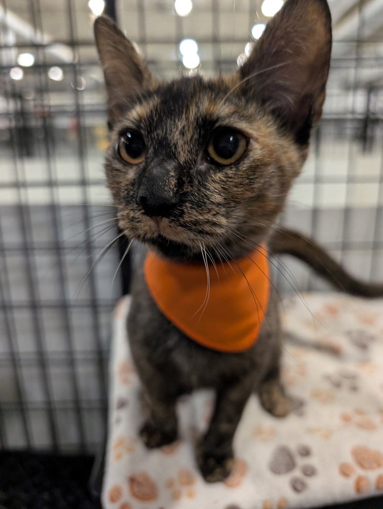 Cricket wants to be adopted!