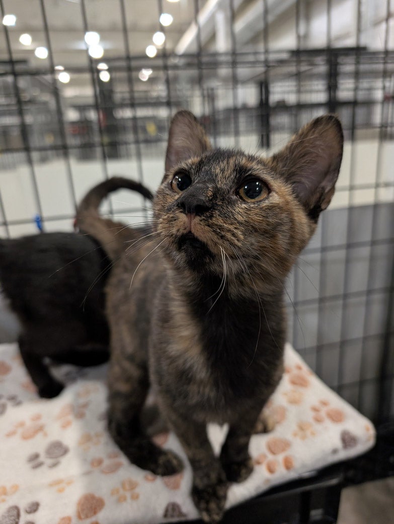Cricket wants to be adopted!
