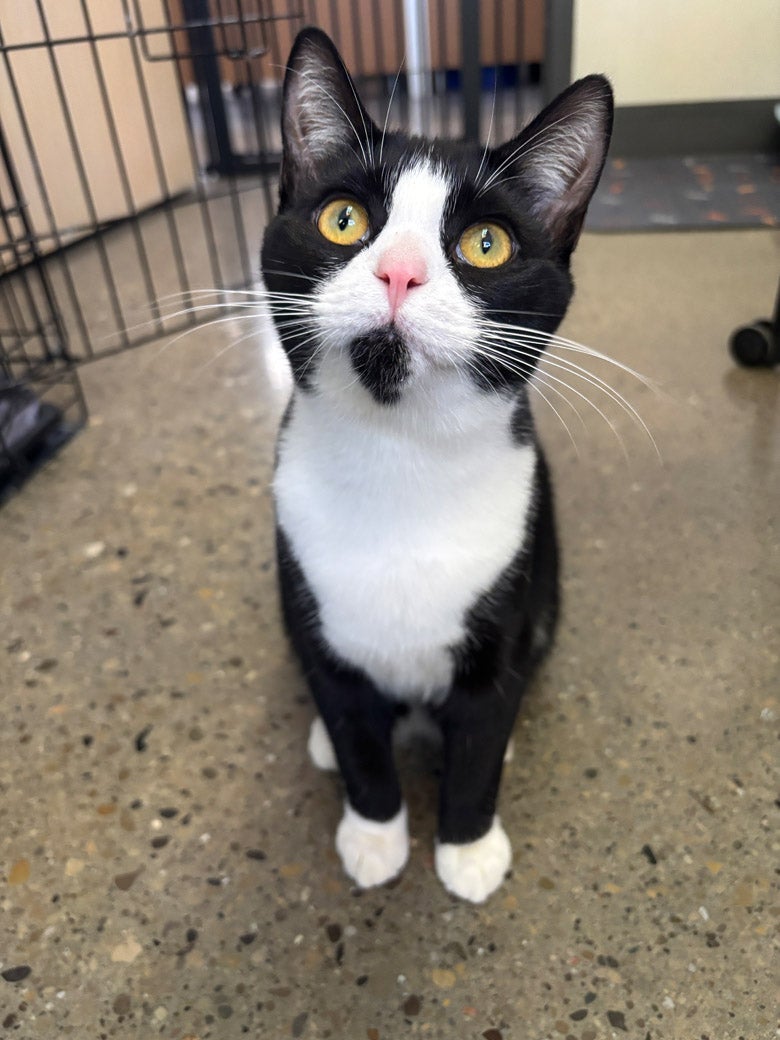 Hostas wants to be adopted!