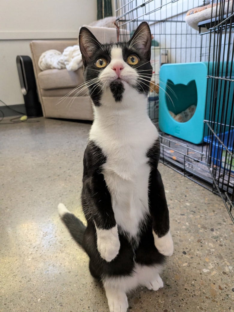 Hostas wants to be adopted!