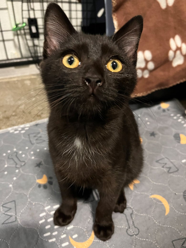 Mantis wants to be adopted!