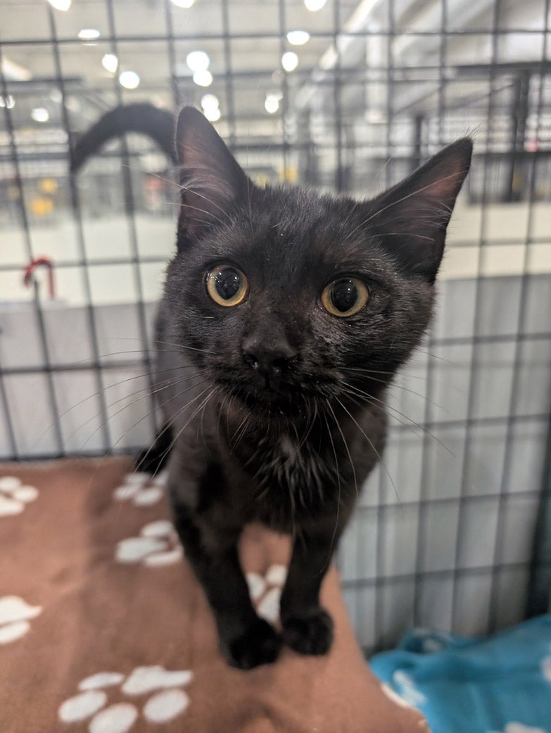Mantis wants to be adopted!