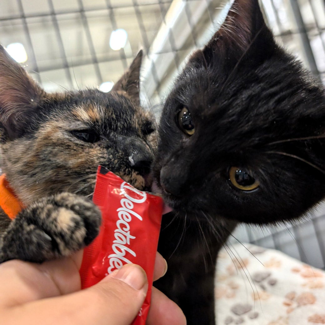 Mantis wants to be adopted!