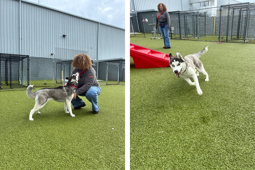 left: Maroon getting pets, right: Maroon running around 