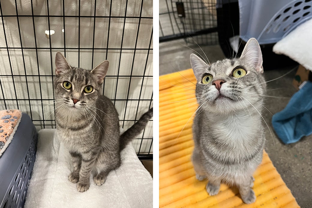 Nova