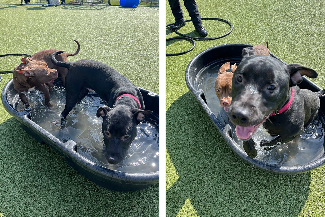 Pauly playing in a puppy pool