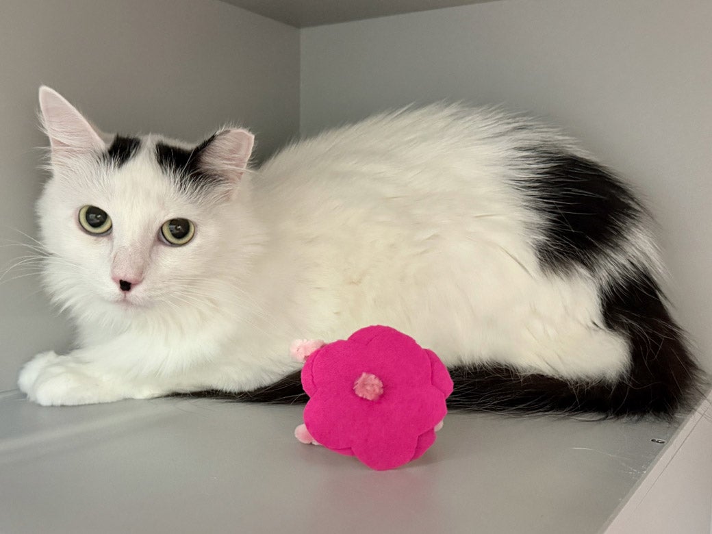 Dallas is looking for a home
