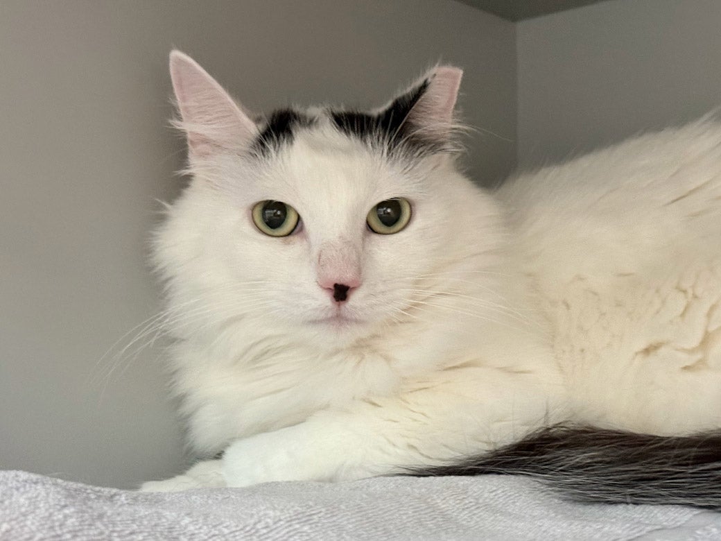 Photo of Dallas the cat