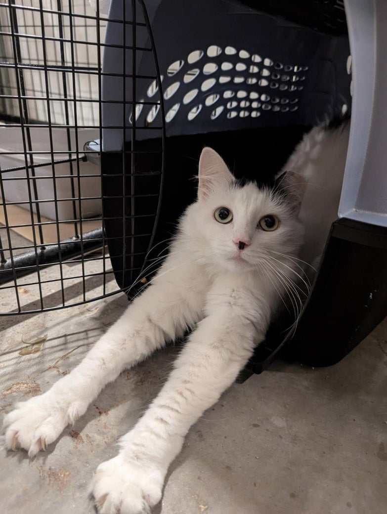 Photo of Dallas the cat