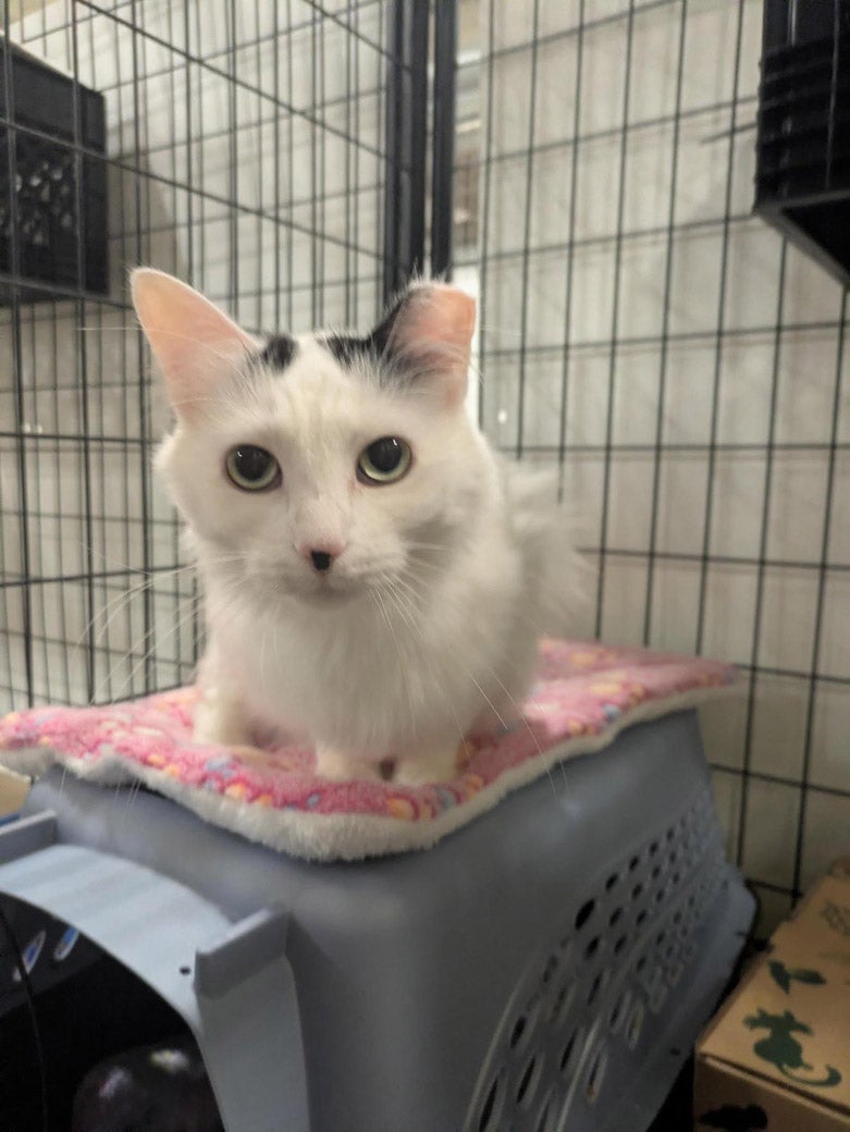 Photo of Dallas the cat