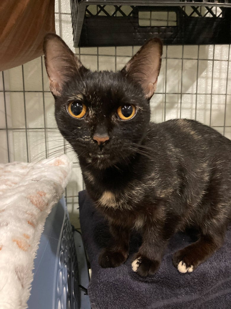 Photo of Marinafe the cat