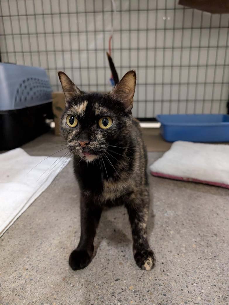 Shrimp is looking for a home