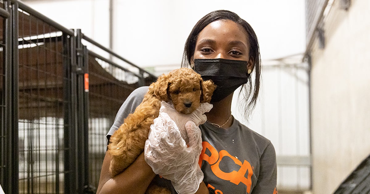 Volunteer Opportunities at the ASPCA Cruelty Recovery Center ASPCA