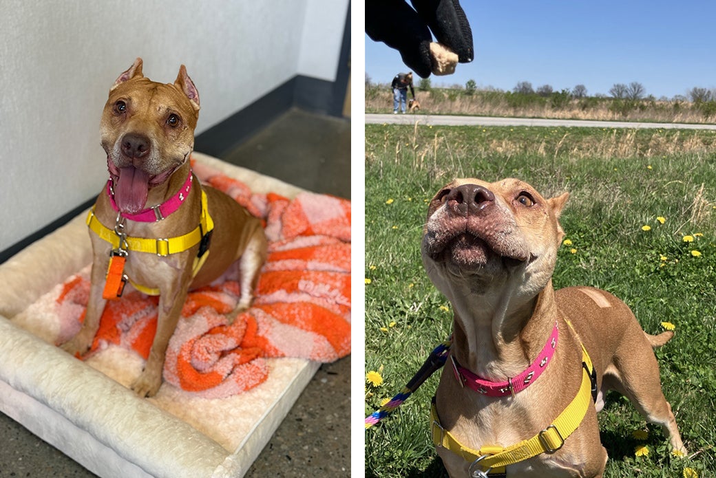Kelsey