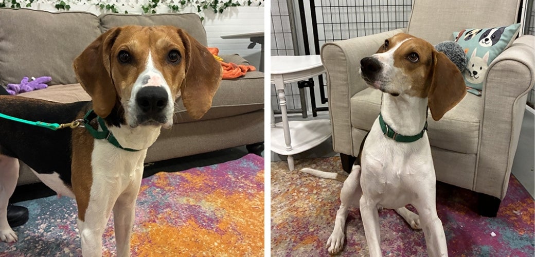 Two brown and white dogs