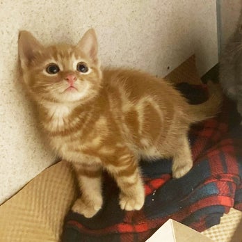 Orange kitten