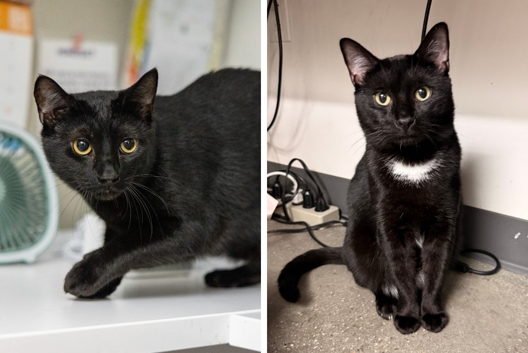 One black cat walking on a desk and another black cat sitting down