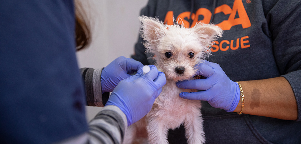 ASPCA Bronx Community Veterinary Clinic | ASPCA