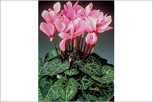 Cyclamen | ASPCA