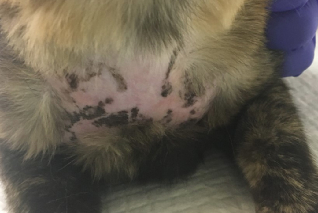 Bald patch on cat's stomach