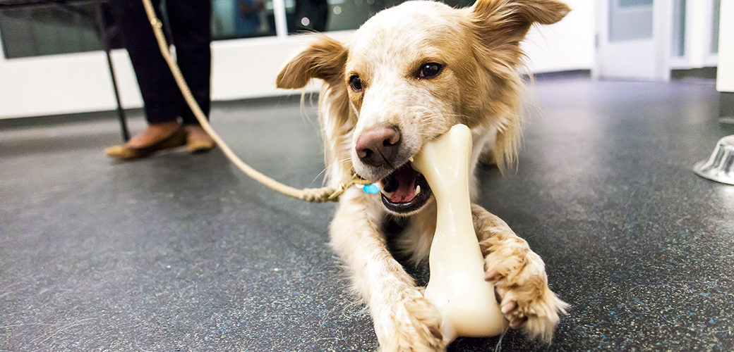 how do you punish a dog for chewing carpet