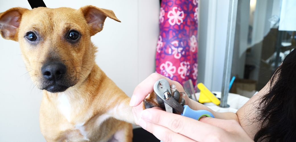 The easiest to use Dog Bath Brush - Free with Shampoo