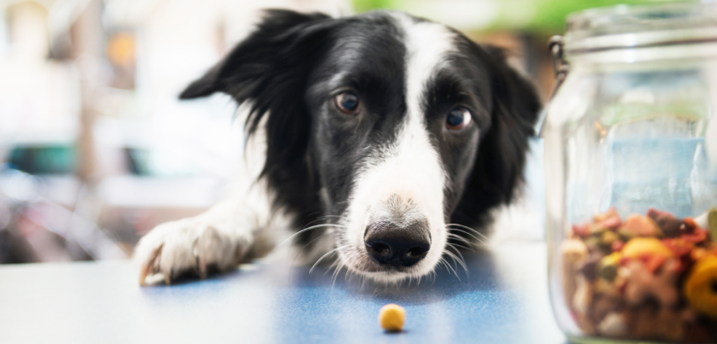 feeding elderly dogs