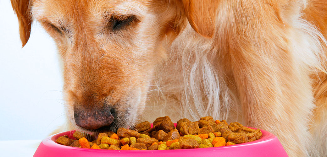 Food Guarding | ASPCA