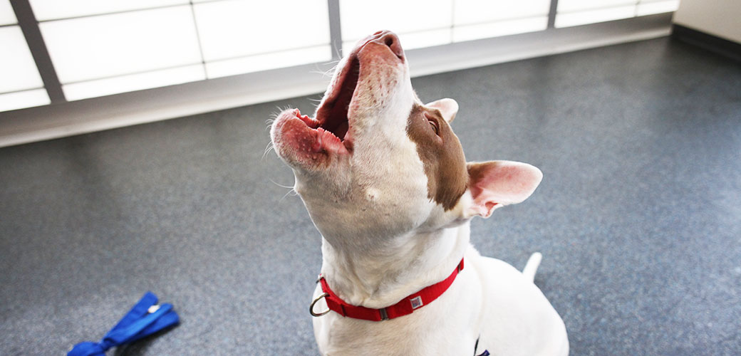 how to stop dog whining at door