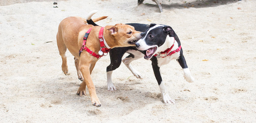 dog with lead in mouth