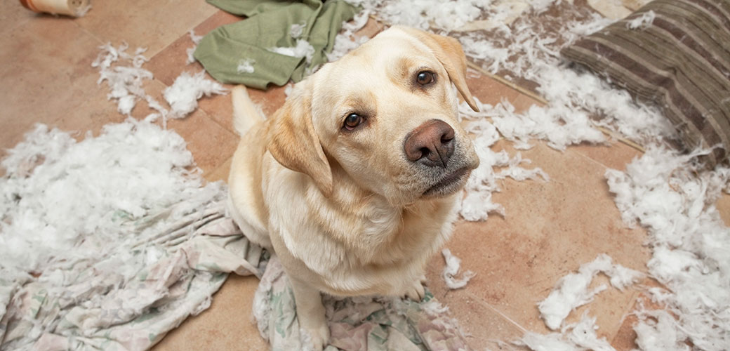 how to stop my dog barking when left alone