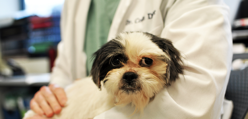 are dog skin infections contagious to humans