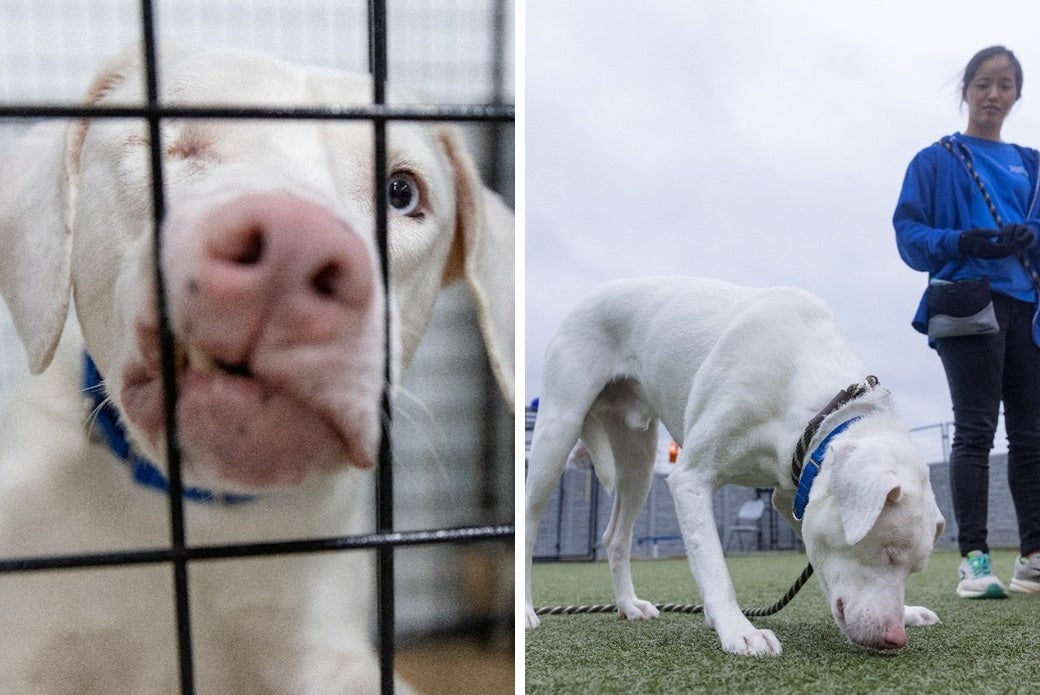 Close up of white dog (Eddie) on left and Rachel with Eddie outside on right
